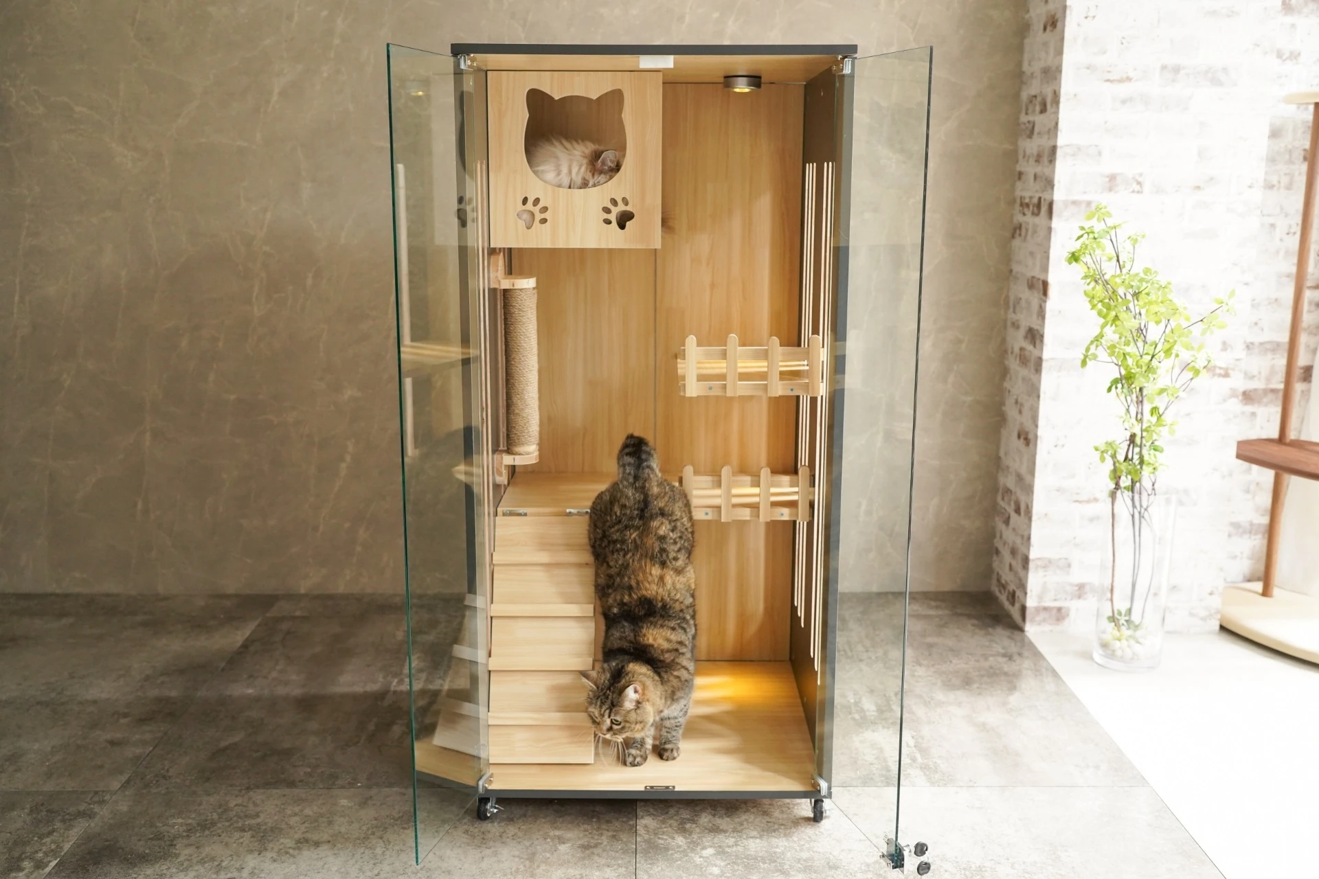 猫