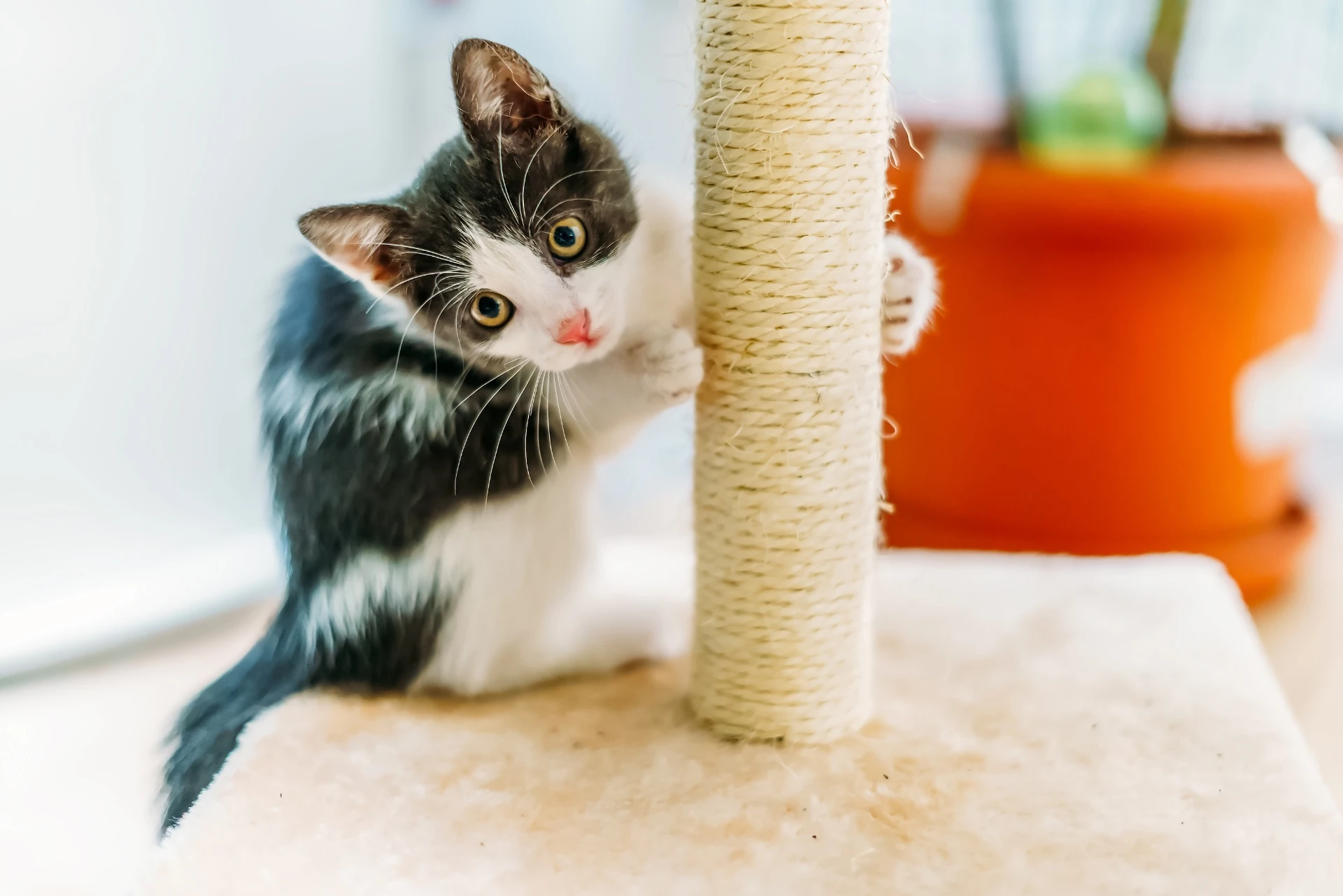 猫