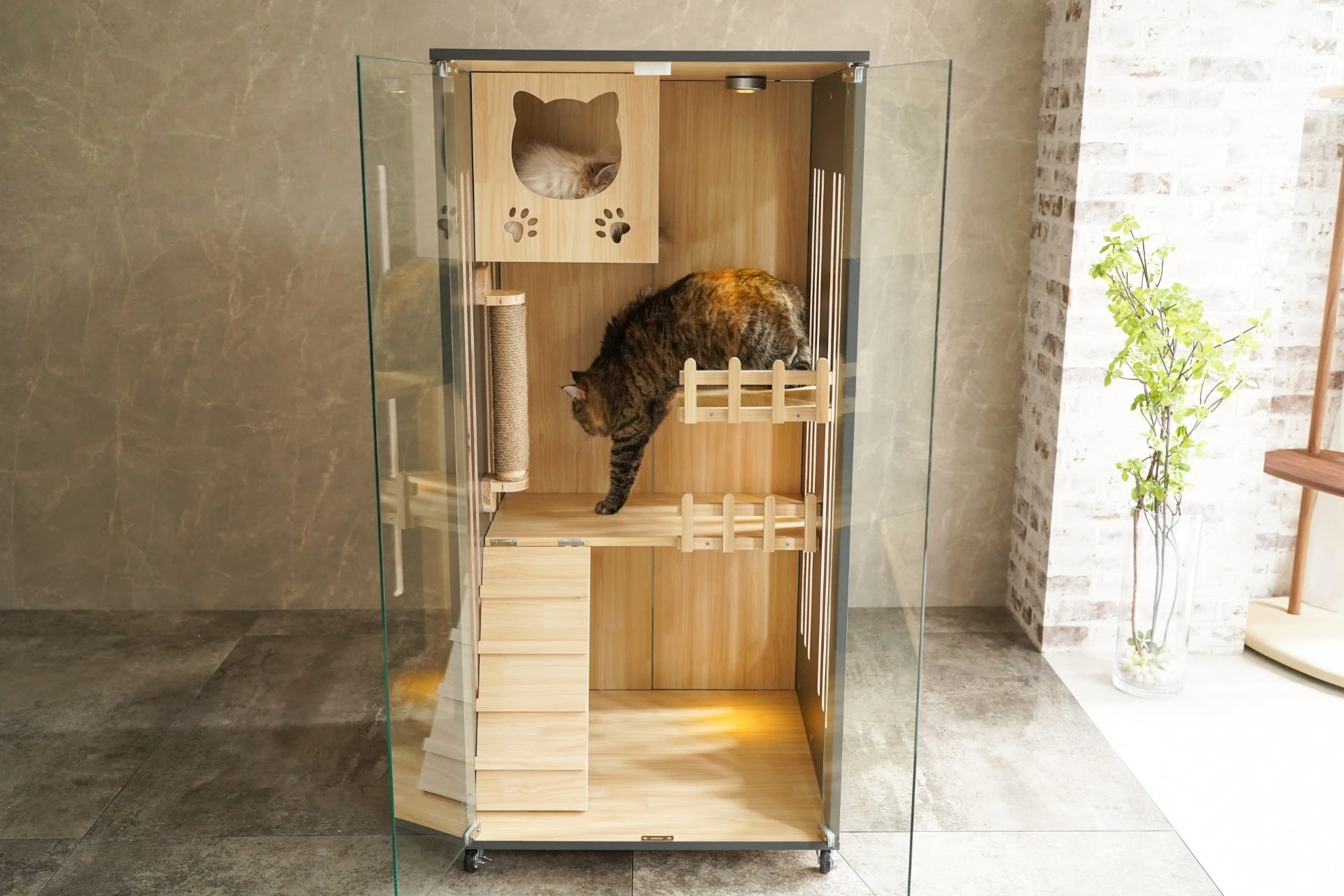 猫