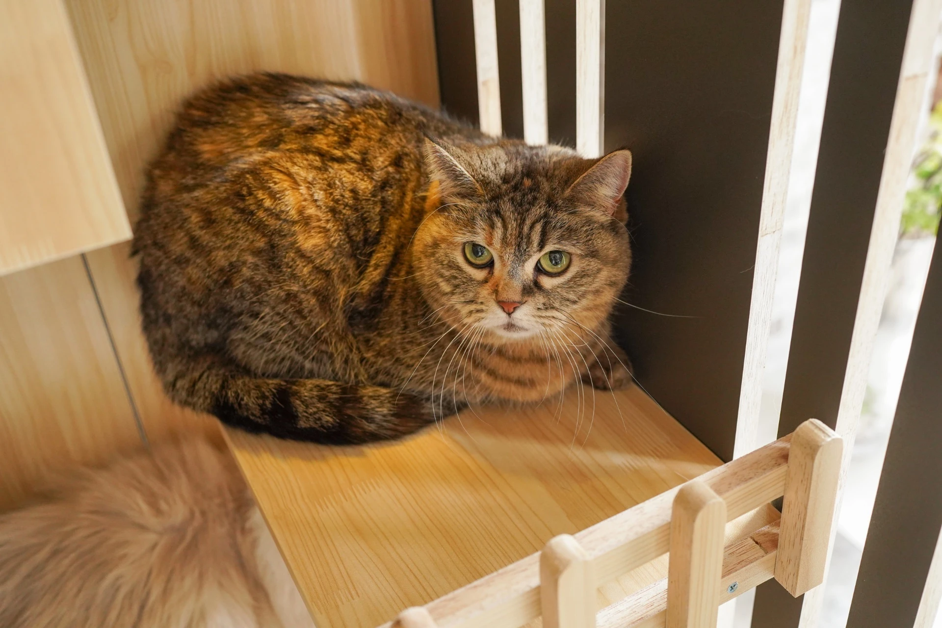 猫