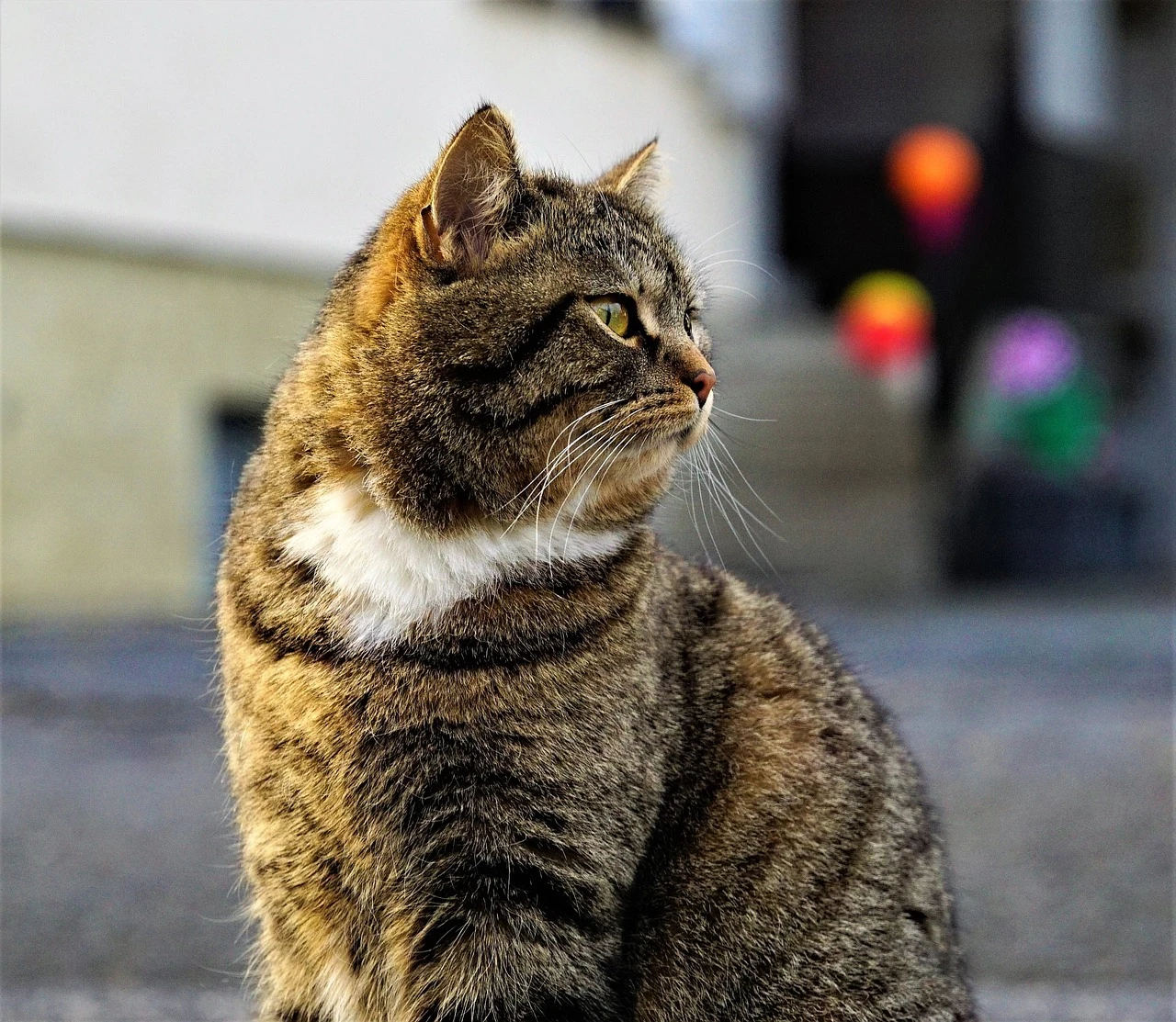 長毛種の野良猫はなぜ存在しないのか？その謎に迫る！