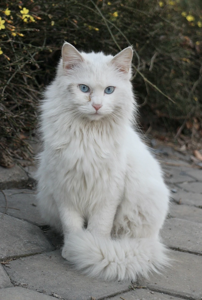 地域における猫の成長と生存戦略