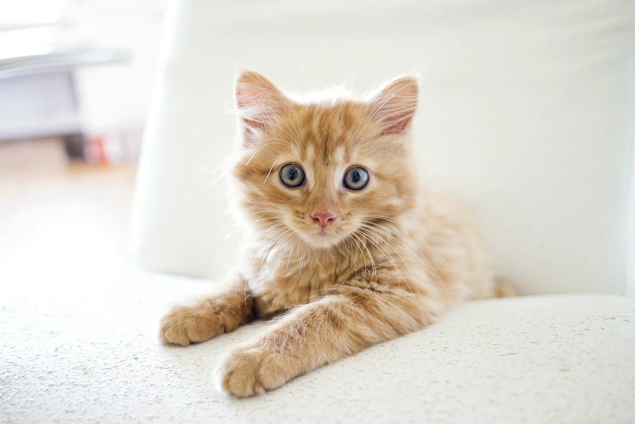 猫の健康を守るための知識を身につけよう