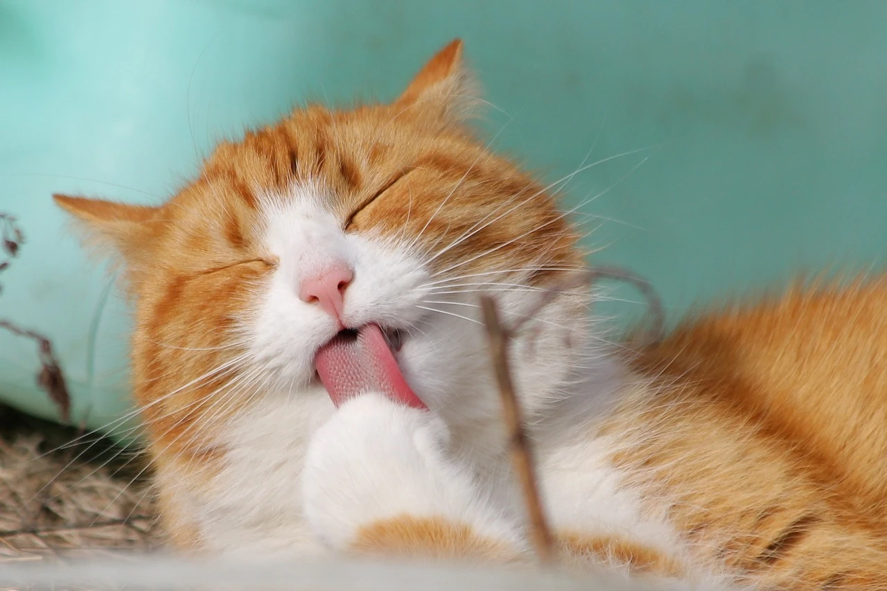 飼い主が知っておくべき注意点