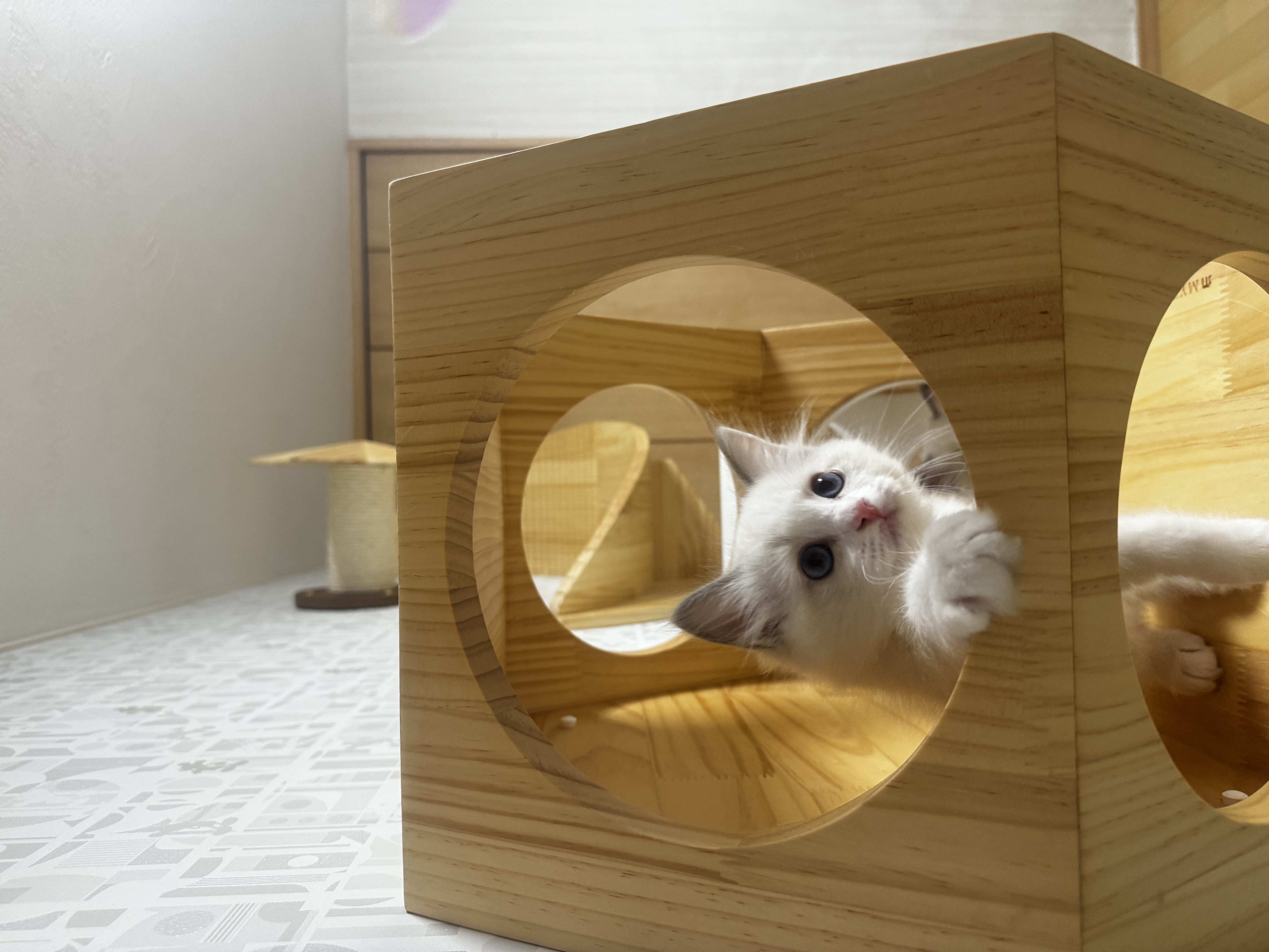 愛猫のための魅力的な居場所を作る！