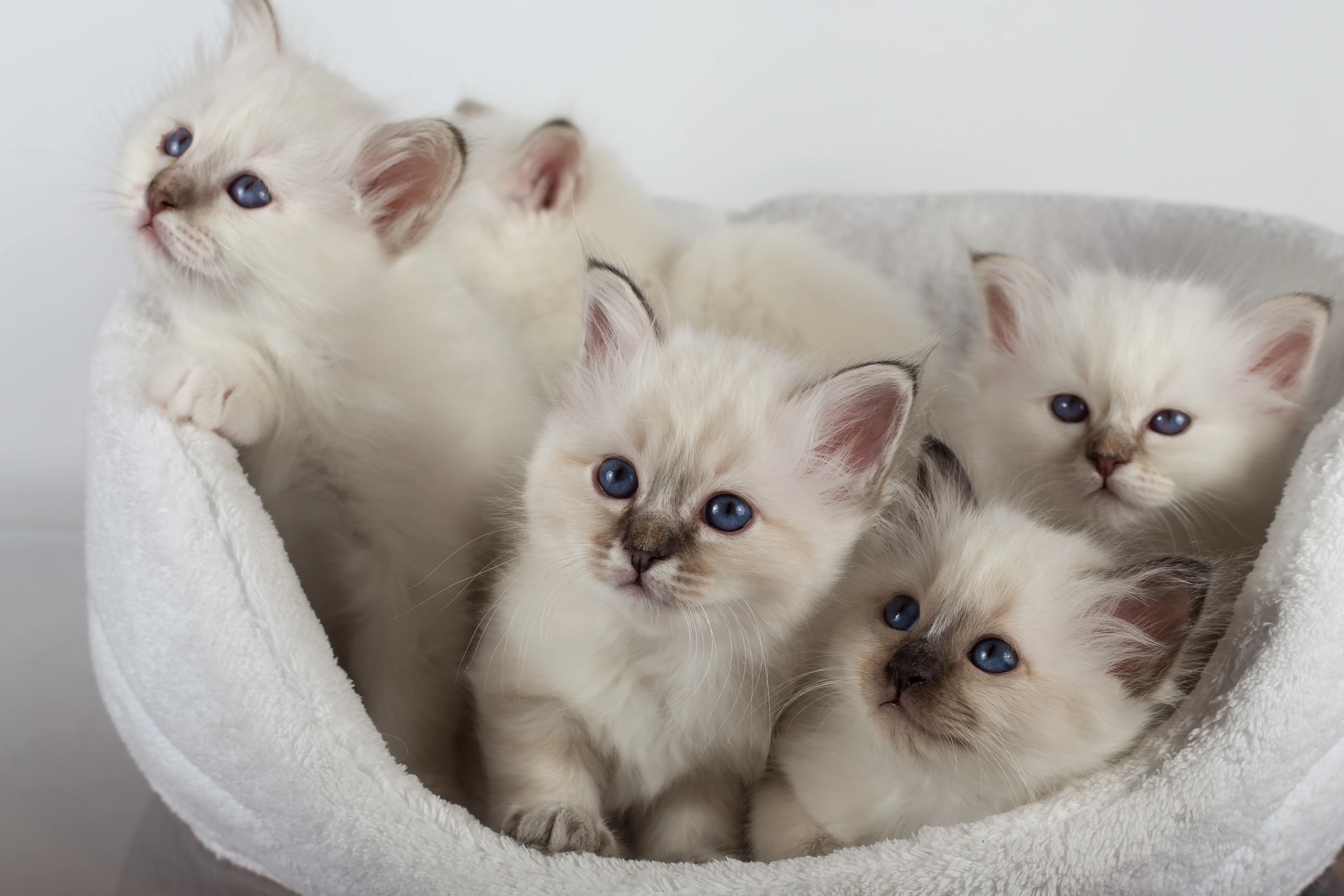 3. 飼い主が選ぶカラーのポイント